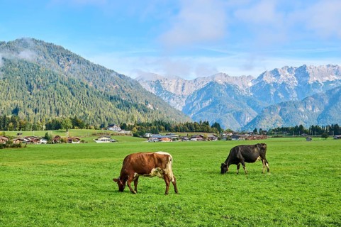 Cattle (Bos taurus) on a meadow with the mountains in the background, autumn, Bavaria, Germany