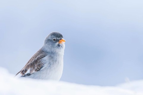Snowfinch (Montifringilla nivalis), Valais, Switzerland