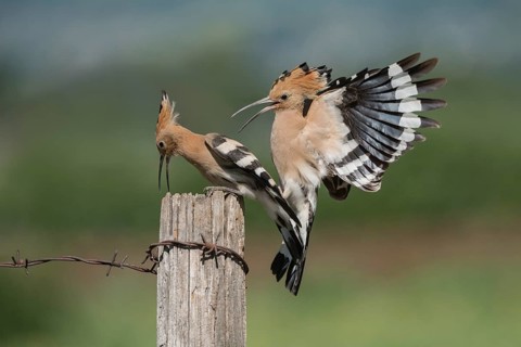 Eurasian Hoopoe (Upupa epops) attacking, Aosta Valley, Italy