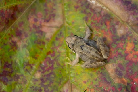 Common frog (Rana temporaria) adult amphibian in a garden on a fallen autumn leaf, Suffolk,