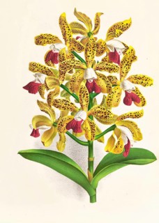 Orchid, Cattleya guttata, authentic reproduction of an illustration by Jean Jules Linden (1817 -