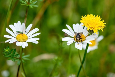 Spanish fly (Lytta vesicatoria) and House Fly (Muscidae) on flowering daisies (Leucanthemum) in a