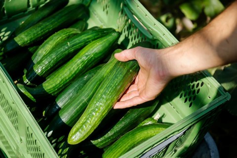 Wittichenau, Upper Lusatia, Saxony, Germany - Cucumber harvest at the Domanja farm and vegetable