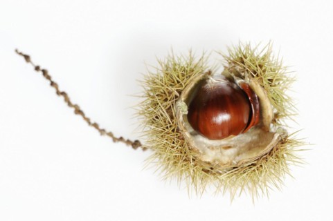 Sweet chestnut or sweet chestnut (Castanea sativa), fruit, chestnut on a white background