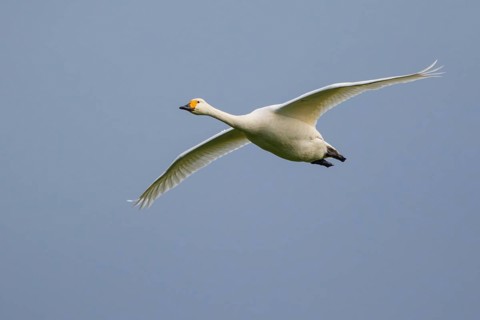 Tundra Swan (Cygnus columbianus bewickii) flying, Netherlands