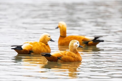 Ruddy shelduck (Tardora ferruginea) Germany