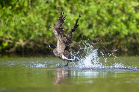 Canada Goose, Branta canadensis, bird running on water