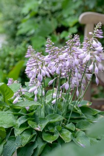 Funkia (Hosta 'Halcyon'),  Germany