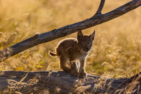 One young (10 weeks old) male Eurasian lynx, (Lynx lynx), walking over a rotten tree. Backlit