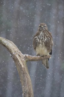 Common Buzzard (Buteo buteo), Saxony, Germany