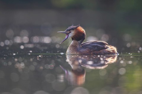 Great Crested Grebe (Podiceps cristatus), North Rhine-Westphalia, Germany
