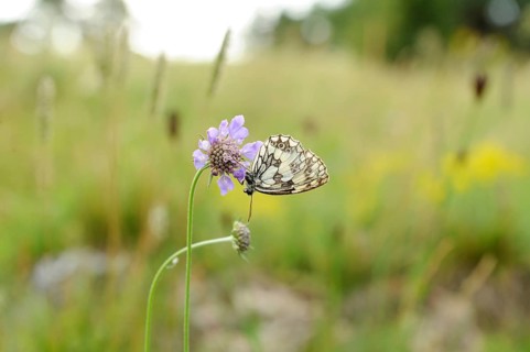 Marbled white (Melanargia galathea) sitting on blossom, Bavaria