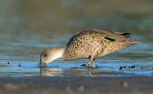 Grey Teal (Anas gracilis), Victoria, Australia