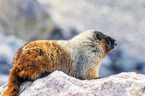 Hoary marmot (Marmota caligata) on a rock in the canadian rockies, Banff National Park, Alberta,