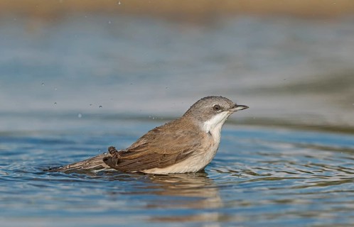 Lesser Whitethroat (Sylvia curruca) at waterhole, Aosta Valley, Italy