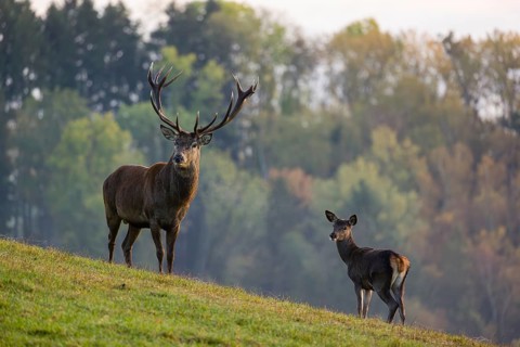 A red deer stag (Cervus elaphus) and a hind stand in a meadow. A forest in fall foliage is in the