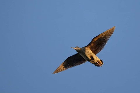 Eurasian Woodcock (Scolopax rusticola) flying, Dalarna, Sweden