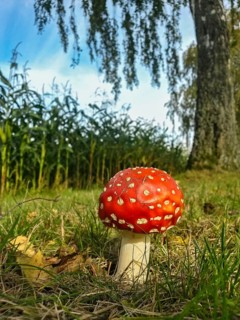 Fliegenpilz (Amanita muscaria) im Herbstlaub am Wegesrand, Hessen, Deutschland