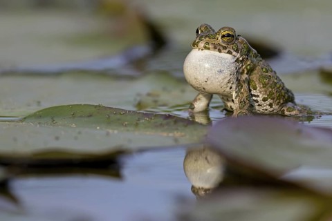 Green toad, Green toad, House toad, Variable toad, Village toad, Variegated toad, (Bufotes