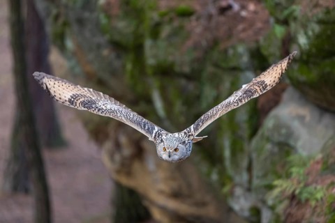 One Siberian Eagle Owl (Bubo bubo sibiricus) flying thru a forest. Rocks and trees in the