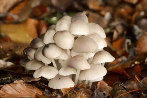 Violet fescue (Marasmius wynneae, Marasmius wynnei), North Rhine-Westphalia, Germany