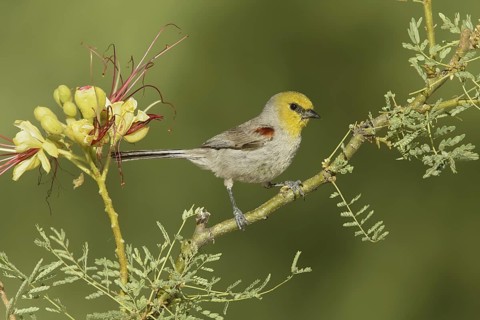 Verdin (Auriparus flaviceps), Texas, USA