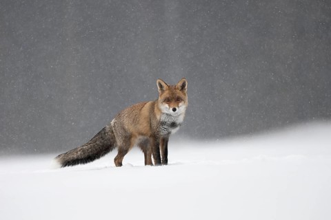 Red fox in the snow, Steinborn, Rhineland-Palatinate, Germany
