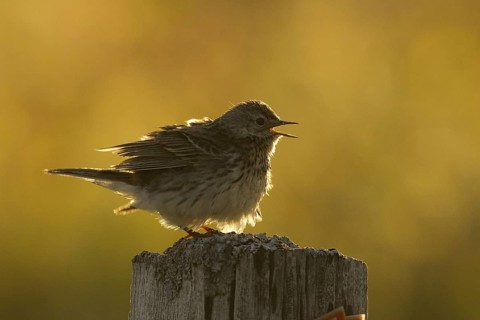 Meadow Pipit (Anthus pratensis) singing, Iceland