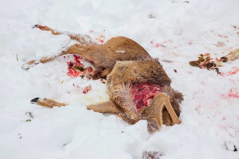 Dead roe deer. (Capreolus capreolus) Killed by ???