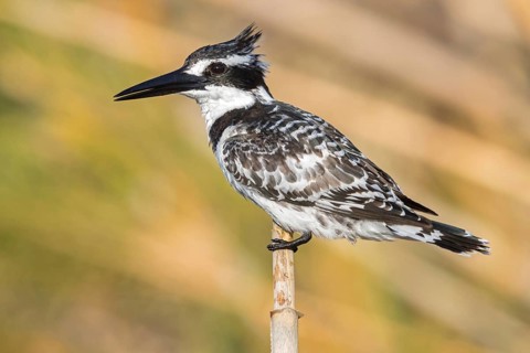 Grey kingfisher, (Ceryle rudis), Alcyon pie, family of kingfishers, animals, birds, Israel