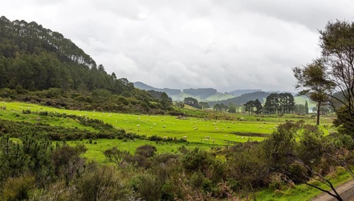 Sheep, meadow, fog, Peninsula, Coromandel, New Zealand