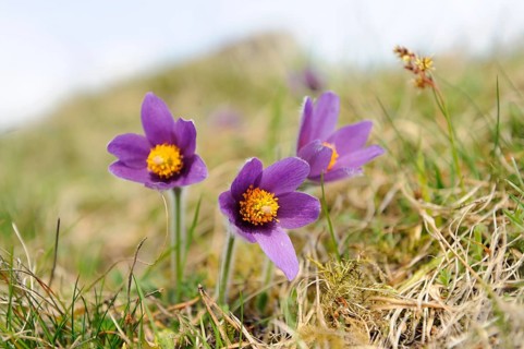 Three purple pasque flowers with a yellow centre on a grassy meadow in spring, Pasque flower