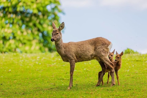 One female Roe Deer, (Capreolus capreolus), stands on a meadow with her two fawns