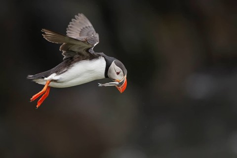Atlantic Puffin (Fratercula arctica) flying with sandeel in beak, Iceland