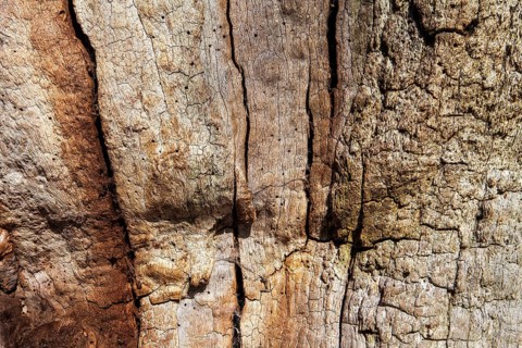 Bark structures, Primeval forest Urwald Sababurg, Weser Uplands, Weserbergland, Hesse, Germany