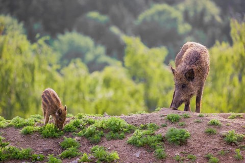 A wild boar (Sus scrofa) with some piglets looking for food in a clearing