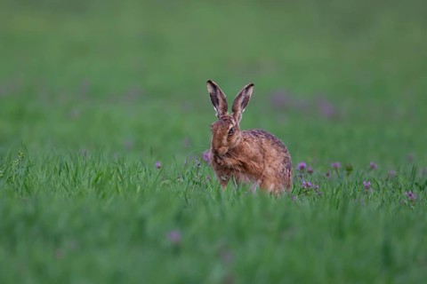 European brown hare (Lepus europaeus) adult animal washing itself in grassland with purple flowers