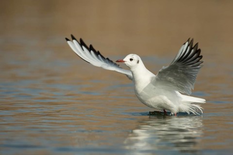Black-headed Gull (Chroicocephalus ridibundus) taking flight, St. Gallen, Switzerland