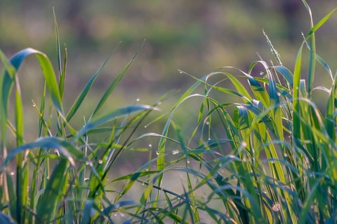 Grasses with morning dew, Tuscany, Italy