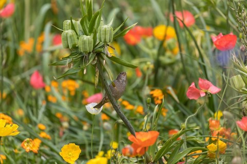 One female house sparrow (Passer domesticus) collecting insects in a flowering field of poppy