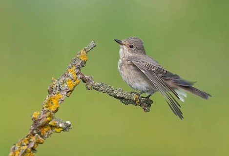 Spotted Flycatcher (Muscicapa striata) perched on a branch, Aosta Valley, Italy
