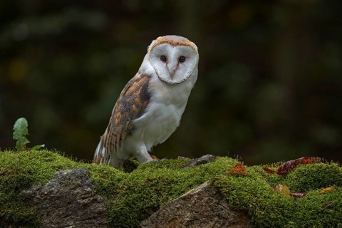 Europe wildlife nature. Owl on red meadow grass. Barn Owl, Tyto alba, flight above orange grass in