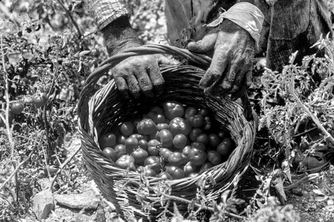 Santorini tomato harvest, Santorini, Cyclades, Greece