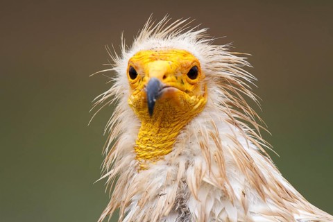 Egyptian Vulture (Neophron percnopterus), Castile-La Mancha, Spain