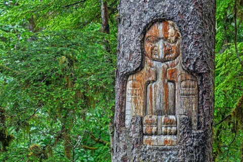 Indian drawings on a Sitka spruce, Tlingit people, art, Southeast Alaska, Alaska, USA
