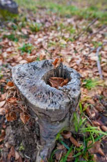 A weathered tree stump with dry leaves and grasses, forest pasture compensation project of the