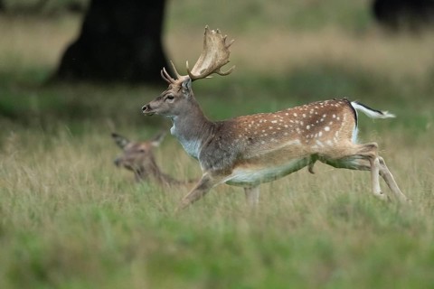Male fallow deer (dama dama) in the run, Klamptenborg, Copenhagen, Denmark