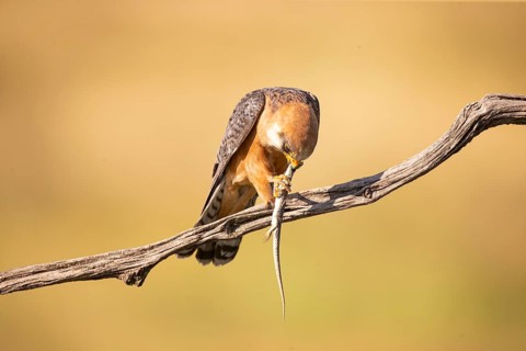 Red-footed falcon (Falco vespertinus) female, with captured lizard, Hungary