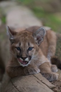 One cougar kitten, Puma concolor, resting on a log with some green vegetation in the background
