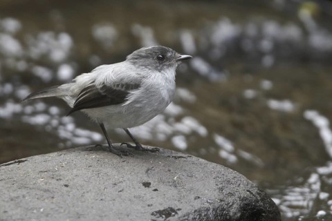 Torrent Tyrannulet (Serpophaga cinerea), Costa Rica
